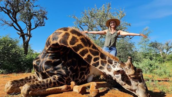 'I set out in 2016 on a quest to hunt a big black giraffe bull but none was what I was looking for. (Twitter)
