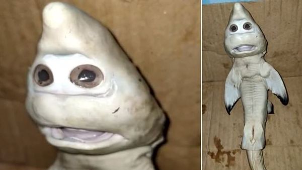 Mutant fish is born with 'a human face' (Twitter/dailymail)