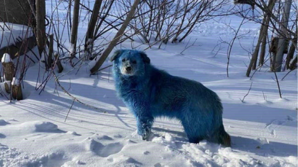 Why Are Colorful Dogs Roaming Around Russian Streets?