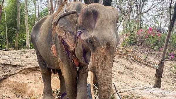 Khun Pan was hoisted up and attached to a tree after he was too weak to stand (Twitter)