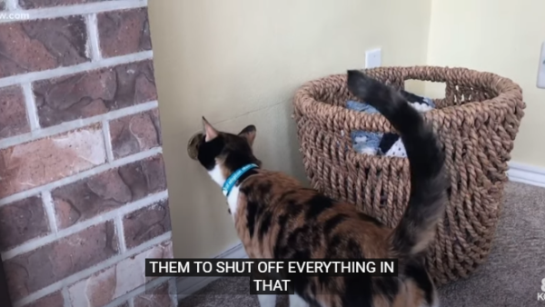 hero cat alerts the humans in the house to a gas leak (Screenshot)