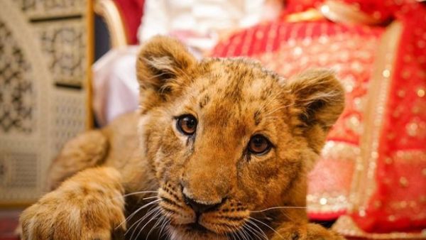 Sedated Lion cub Used for photographing a wedding