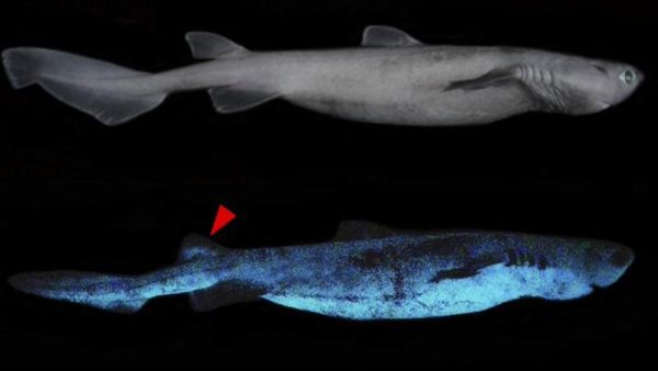 اكتشاف أكبر سمكة قرش مضيئة في ساحل نيوزيلندا