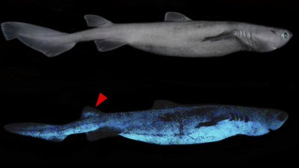 A glowing shark