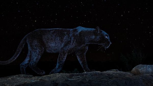 The Black Leopard of Kenya