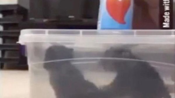 شاب يقتل قطط في الكويت 