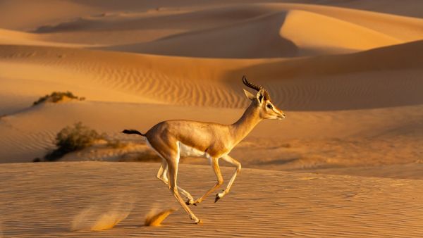Emirates Group Reaffirms Commitment To Wildlife And Habitat Conservation