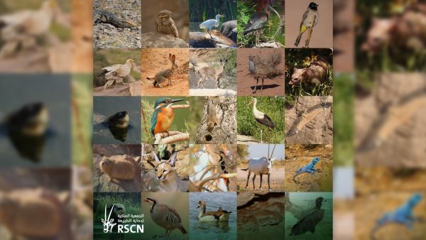 World Wildlife Day
