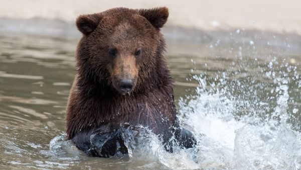black bear