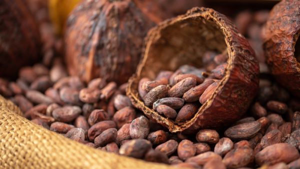 Cocoa chemicals boosts memory