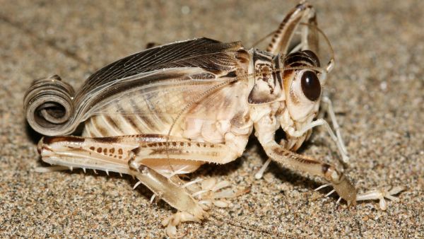 The Turkish Dune Cricket insect   