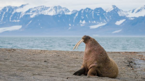 Rare walrus is seen for the first time in ages