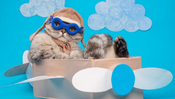 Cats can do havoc!
