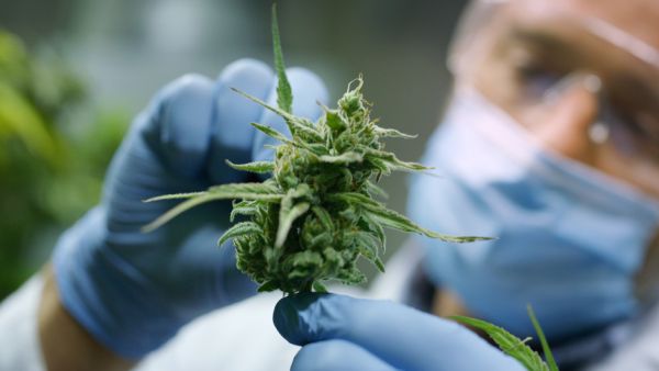 If you hold the 'cannabis card' you are ok!