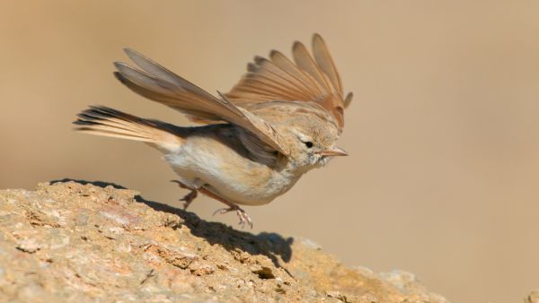 Bar-tailed Lark 