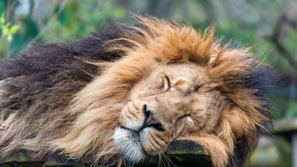 Six lions dead in the Uganda National Park