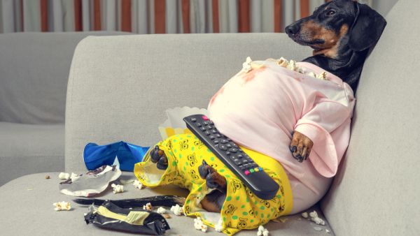 Even the dog has become a couch potato!