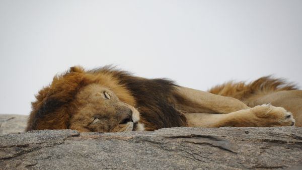Four arrested for six lions killed