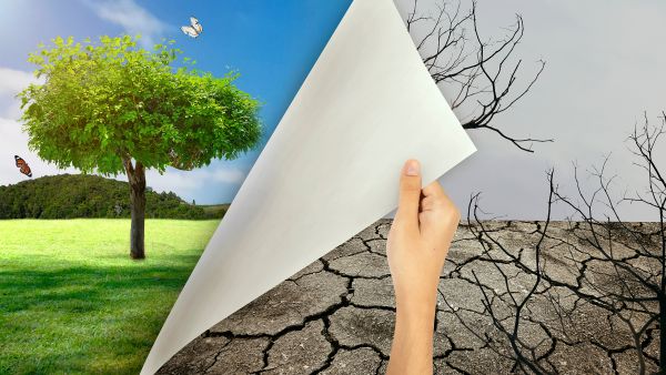 Can Saudi Arabia turn its desert green!