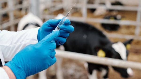3.2 million animals vaccinated in the UAE