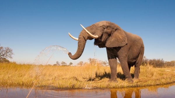 Elephants love water!