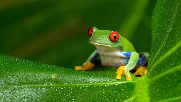 A tree frog named as the Cadbury Bunny!