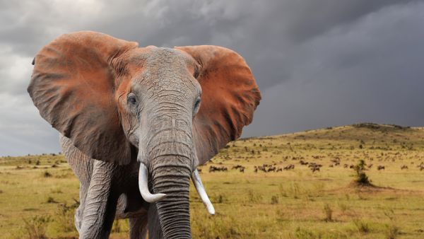 Elephant in National park of Kenya, Africa