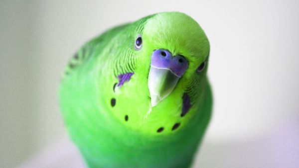 Lime green parrots