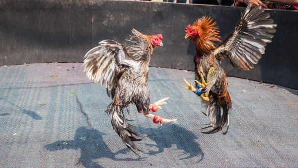 Two cocks prepare to kill	