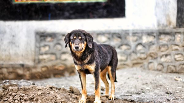 The girl screamed as she was attacked by stray dogs 