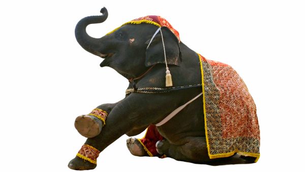 Circus Elephant