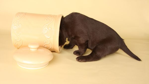 Labrador puppy with it's head in the cookie jar