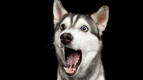 An amazing Siberian Husky!