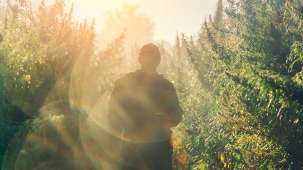 Silhouette of a man on a cannabis plantation in sunlight