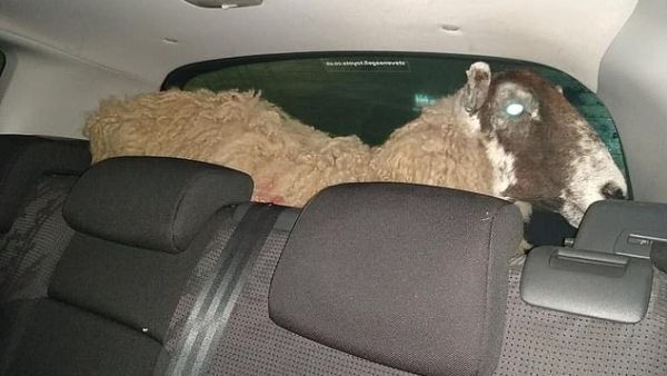 Sheep held for crossing the red light