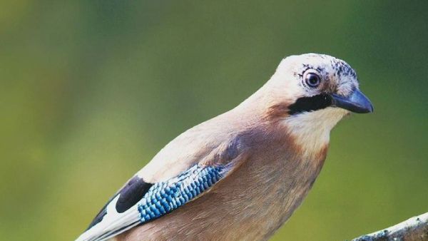 Pleske's Ground Jay