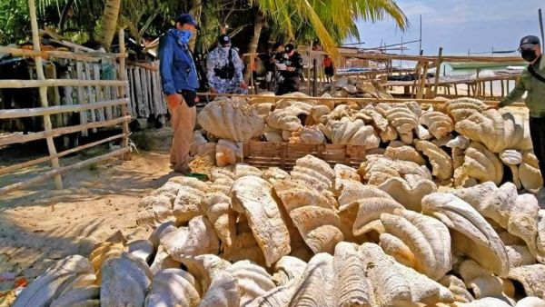 The Philippine Coast Guard together with other law enforcements seized 200 tons of fossilized giant clam shells