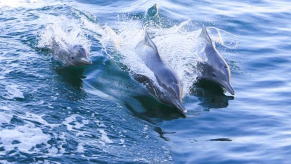 Mubadala Partners With Mohamed Bin Zayed Species Conservation Fund To Protect Endangered Species Around The World