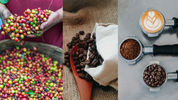 كيف يؤثر تغير المناخ على فنجان قهوتك المعتاد؟