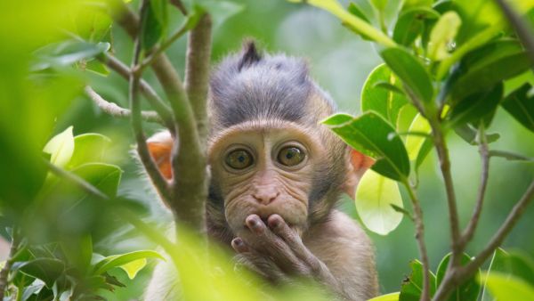 A cute monkey