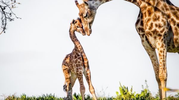 Baby giraffe