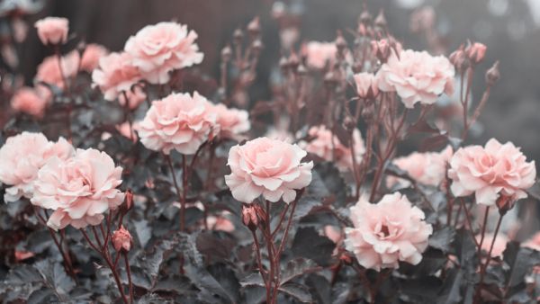 Pink roses in the garden of pink roses