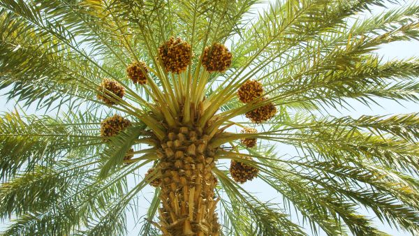 Palm trees once a stable diet in Arabia 