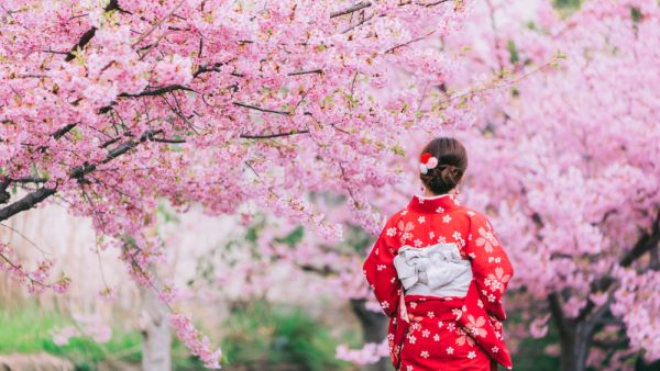 The  kimono with cherry blossoms!