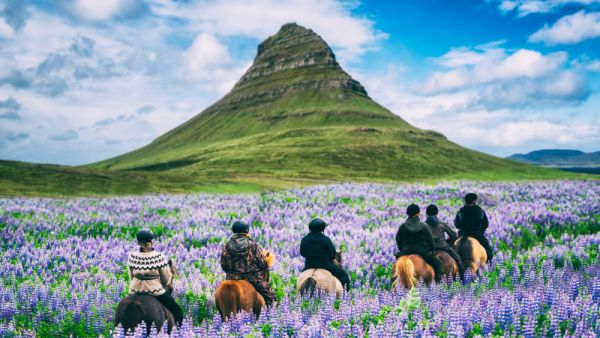 Tourist ride horse at Kirkjufell mountain landscape and waterfall in Iceland summer