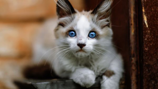 Homeless Cats