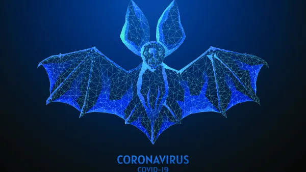 Bat