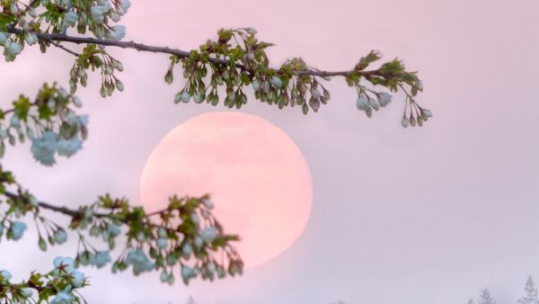 Flowers of cherry blossom tree with supermoon rise