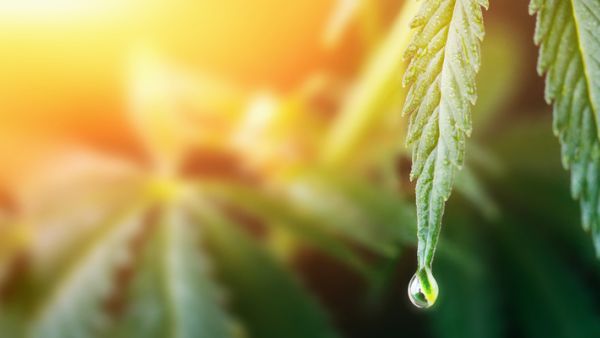 Large drop on the edge of hemp leaf