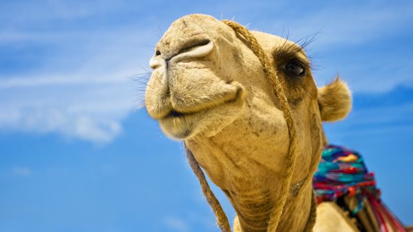 Detail of the camel head 